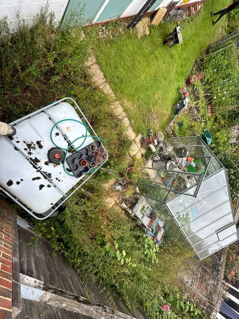 Overgrown greenhouse garden before landscaping